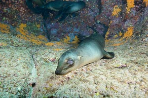 Sea Lion Underwater, Los Islotes, Sea of Cortez