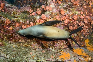 Sea Lion Underwater, Los Islotes, Sea of Cortez