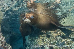 California sea lion underwater, Sea of Cortez, Mexico