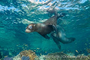 California sea lion underwater, Sea of Cortez, Mexico