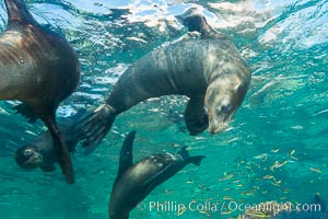 California sea lion underwater, Sea of Cortez, Mexico