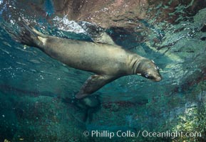 California sea lion underwater, Sea of Cortez, Mexico