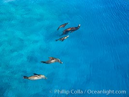 Sea Lions, Bull and Harem of Females, Aerial Photo, La Reina, Sea of Cortez