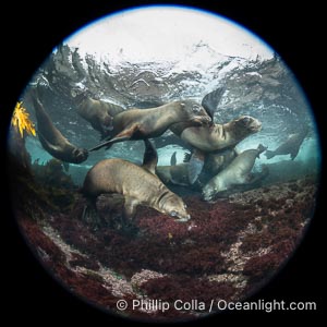 Young sea lions at the Coronado Islands, Baja California, Mexico, Zalophus californianus, Coronado Islands (Islas Coronado)