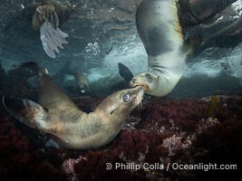 Young sea lions at the Coronado Islands, Baja California, Mexico, Zalophus californianus, Coronado Islands (Islas Coronado)