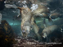 Young sea lions at the Coronado Islands, Baja California, Mexico, Zalophus californianus, Coronado Islands (Islas Coronado)
