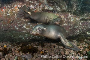 Young sea lions at the Coronado Islands, Baja California, Mexico, Zalophus californianus, Coronado Islands (Islas Coronado)