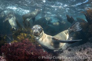 Young sea lions at the Coronado Islands, Baja California, Mexico, Zalophus californianus, Coronado Islands (Islas Coronado)