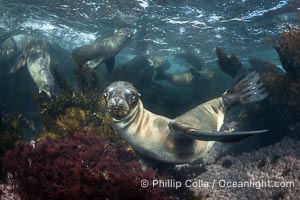 Young sea lions at the Coronado Islands, Baja California, Mexico, Zalophus californianus, Coronado Islands (Islas Coronado)