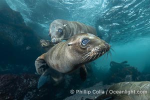 Young sea lions at the Coronado Islands, Baja California, Mexico, Zalophus californianus, Coronado Islands (Islas Coronado)