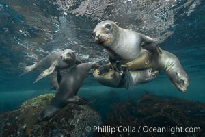 Young sea lions at the Coronado Islands, Baja California, Mexico