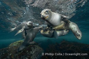 Young sea lions at the Coronado Islands, Baja California, Mexico, Zalophus californianus, Coronado Islands (Islas Coronado)