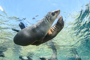 Sea Lions playing in shallow water, Los Islotes, Sea of Cortez