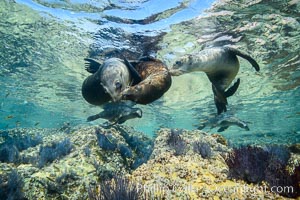 Sea Lions playing in shallow water, Los Islotes, Sea of Cortez