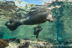 Sea Lions playing in shallow water, Los Islotes, Sea of Cortez