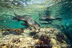 Sea Lions playing in shallow water, Los Islotes, Sea of Cortez