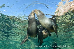 Sea Lions playing in shallow water, Los Islotes, Sea of Cortez