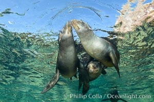 Sea Lions playing in shallow water, Los Islotes, Sea of Cortez