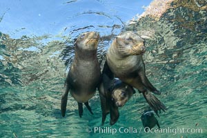 Sea Lions playing in shallow water, Los Islotes, Sea of Cortez