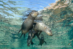 Sea Lions playing in shallow water, Los Islotes, Sea of Cortez