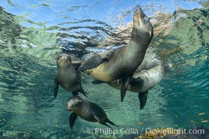 Sea Lions playing in shallow water, Los Islotes, Sea of Cortez