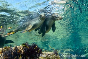 Sea Lions playing in shallow water, Los Islotes, Sea of Cortez