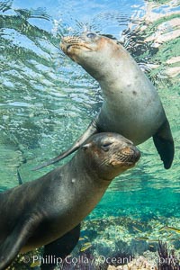 Sea Lions playing in shallow water, Los Islotes, Sea of Cortez