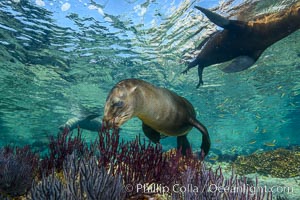 Sea Lions playing in shallow water, Los Islotes, Sea of Cortez