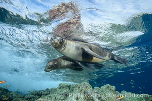 Sea Lions playing in shallow water, Los Islotes, Sea of Cortez