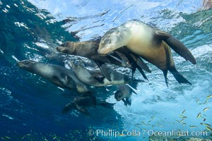 Sea Lions playing in shallow water, Los Islotes, Sea of Cortez