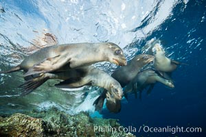 Sea Lions playing in shallow water, Los Islotes, Sea of Cortez