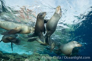 Sea Lions playing in shallow water, Los Islotes, Sea of Cortez