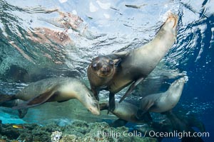 Sea Lions playing in shallow water, Los Islotes, Sea of Cortez