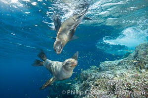 Sea Lions playing in shallow water, Los Islotes, Sea of Cortez