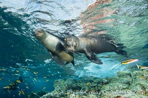 Sea Lions playing in shallow water, Los Islotes, Sea of Cortez