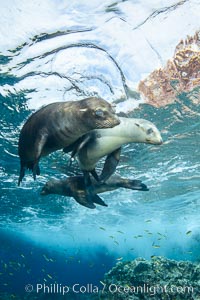 Sea Lions playing in shallow water, Los Islotes, Sea of Cortez