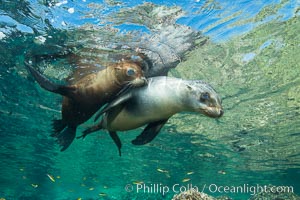 Sea Lions playing in shallow water, Los Islotes, Sea of Cortez