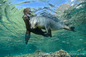 Sea Lions playing in shallow water, Los Islotes, Sea of Cortez