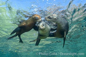 Sea Lions playing in shallow water, Los Islotes, Sea of Cortez