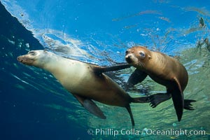 Sea Lions playing in shallow water, Los Islotes, Sea of Cortez