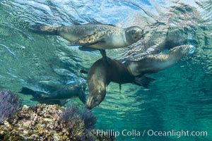 Sea Lions playing in shallow water, Los Islotes, Sea of Cortez