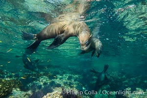 Sea Lions playing in shallow water, Los Islotes, Sea of Cortez