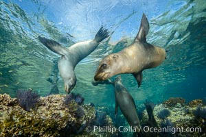 Sea Lions playing in shallow water, Los Islotes, Sea of Cortez