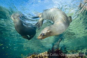 Sea Lions playing in shallow water, Los Islotes, Sea of Cortez