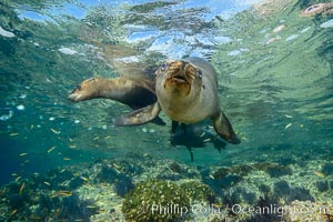 Sea Lions playing in shallow water, Los Islotes, Sea of Cortez