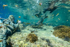 Sea Lions playing in shallow water, Los Islotes, Sea of Cortez