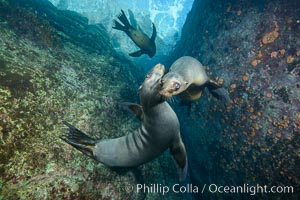 Sea Lions playing in shallow water, Los Islotes, Sea of Cortez