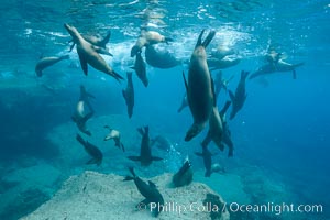 Sea Lions playing in shallow water, Los Islotes, Sea of Cortez