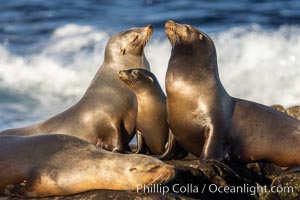 Sea lions resting and socializing in the morning sun, Zalophus californianus, La Jolla, California