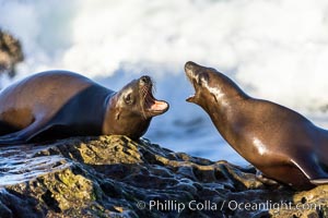 Sea lions resting and socializing in the morning sun.